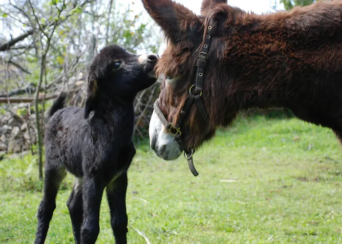 カントリーハウス Budino De Serraseca